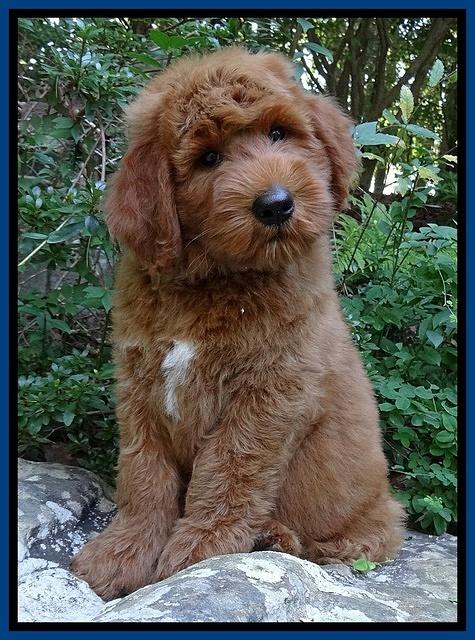 Noelle Dawson pups 8 wks old Blue31