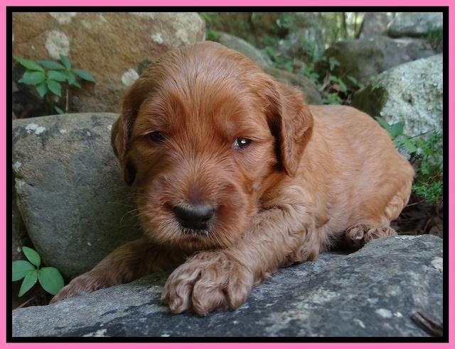 Noelle Dawson pups 3 wks old 51