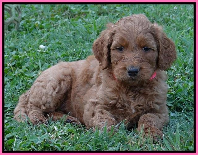 Noelle Dawson pups 5 wks old 41