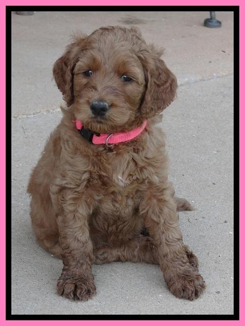 Noelle Dawson pups 5 wks old 61