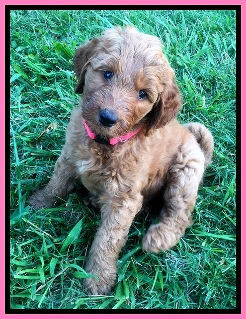 Noelle Dawson pups 6 wks old 51