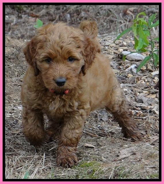 Noelle Dawson pups 6 wks old 71