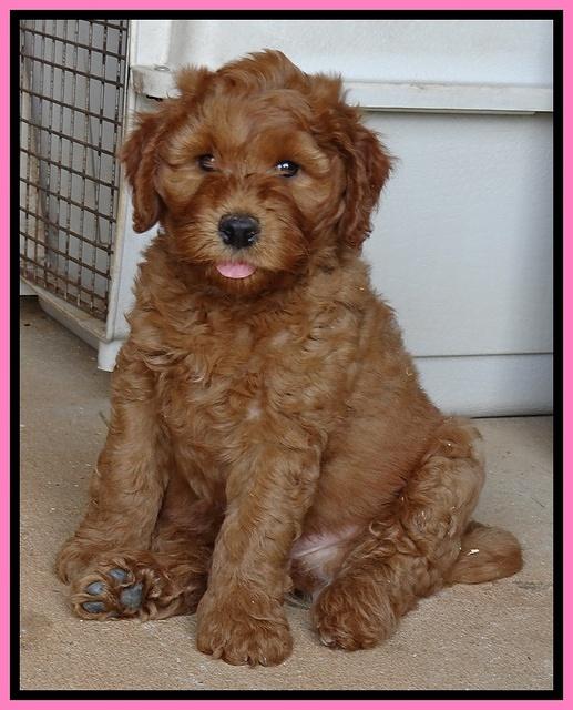 Noelle Dawson pups 7 wks old 71