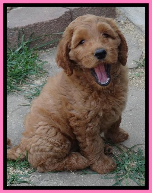Noelle Dawson pups 7 wks old 81