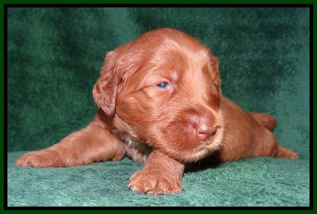 Noelle Dawson 2 weeks old 61