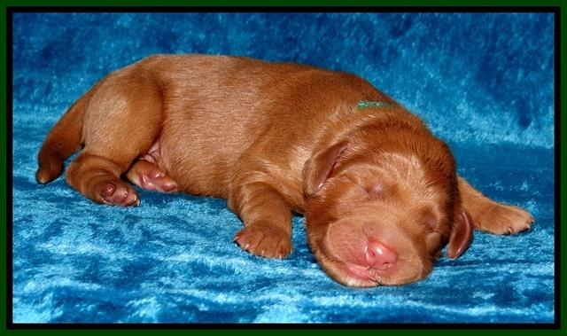 Noelle Dawson Newborn 51