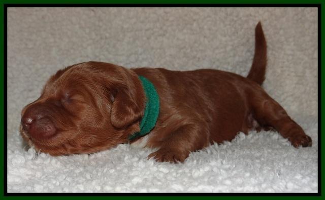 Noelle Dawson pups 1 wk old 121