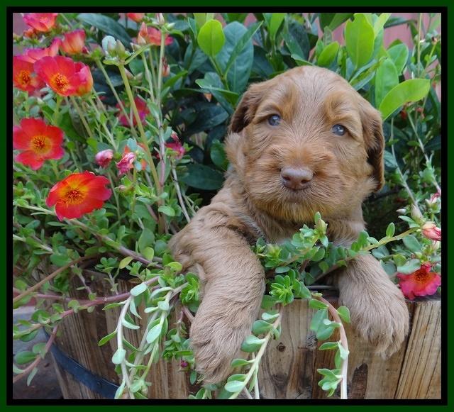 Noelle Dawson pups 4 wks old 101