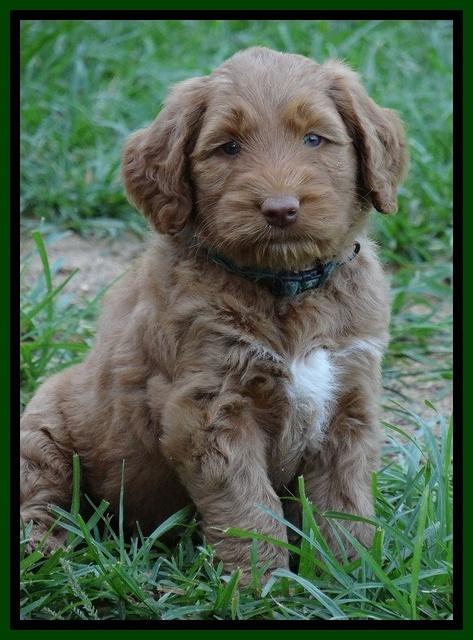 Noelle Dawson pups 5 wks old 10100