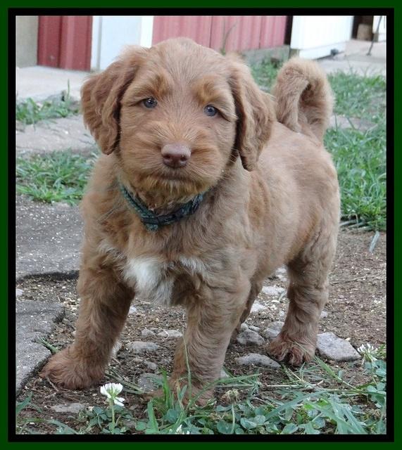 Noelle Dawson pups 5 wks old 11100