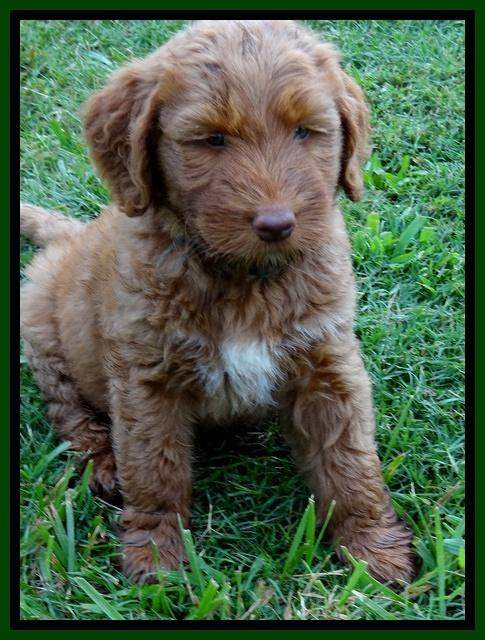 Noelle Dawson pups 6 wks old 101