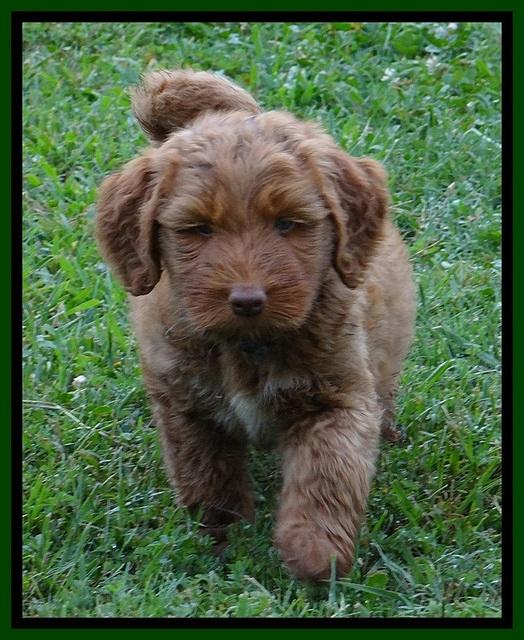 Noelle Dawson pups 6 wks old 81