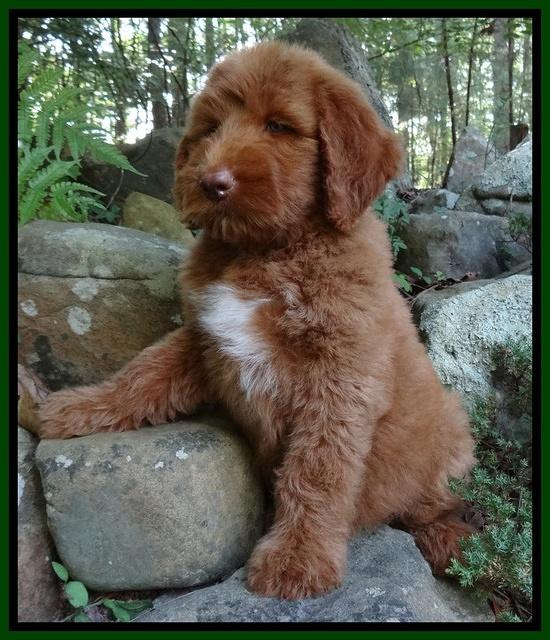 Noelle Dawson pups 8 wks old 31