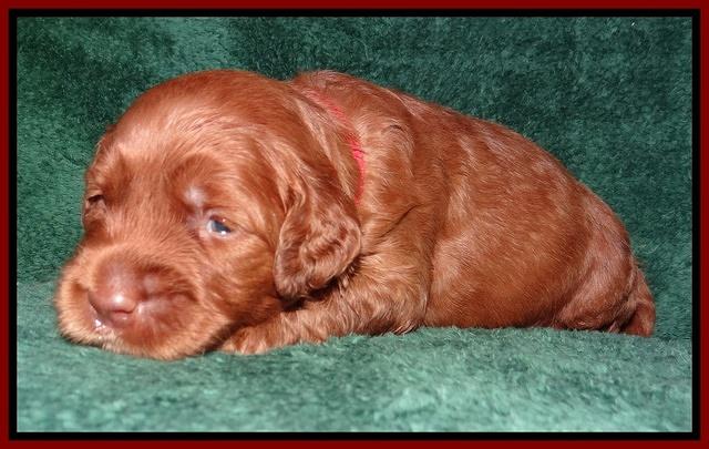 Noelle Dawson 2 weeks old 81