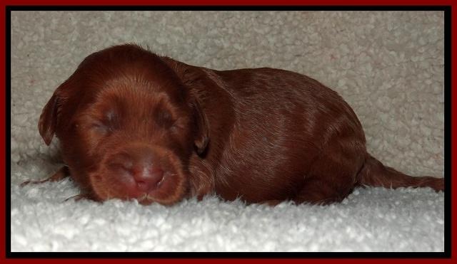 Noelle Dawson pups 1 wk old 161