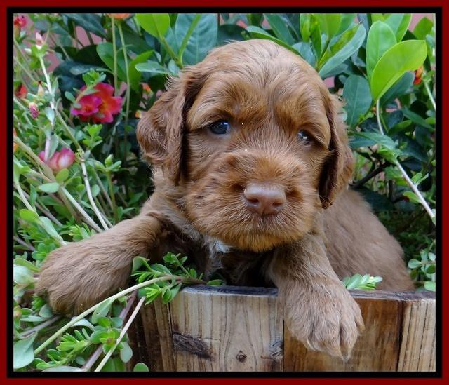 Noelle Dawson pups 4 wks old 111