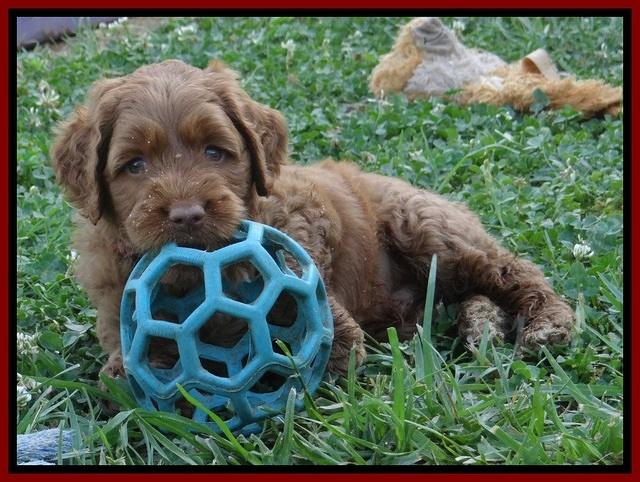 Noelle Dawson pups 5 wks old 81