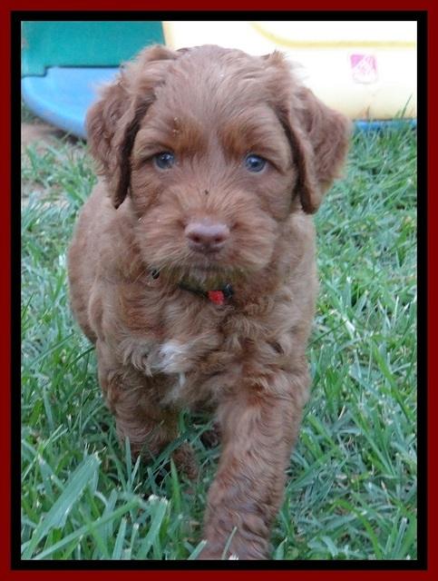 Noelle Dawson pups 5 wks old 91