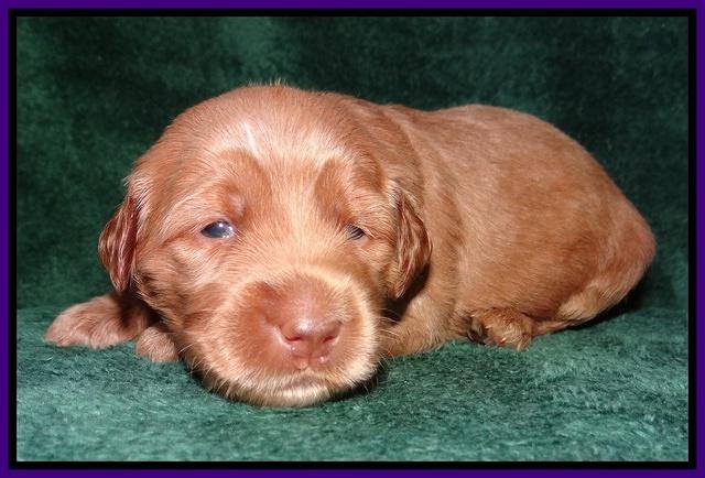 Noelle Dawson 2 weeks old 91