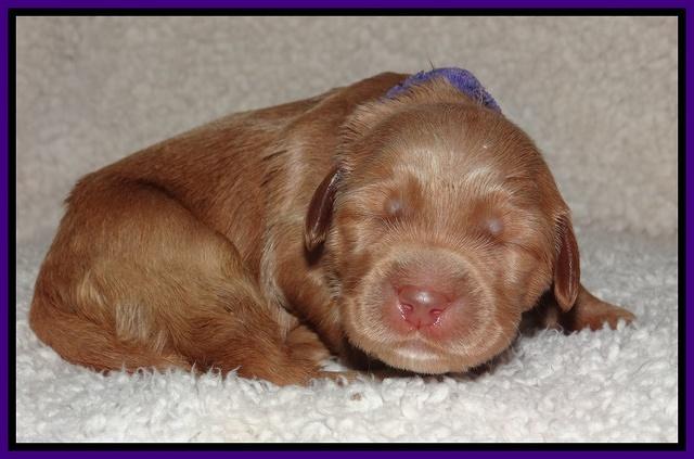 Noelle Dawson pups 1 wk old 191