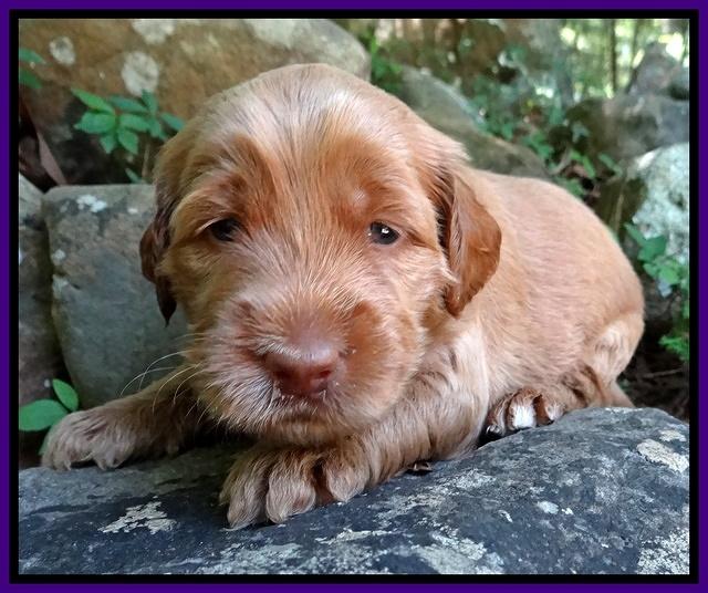 Noelle Dawson pups 3 wks old 131