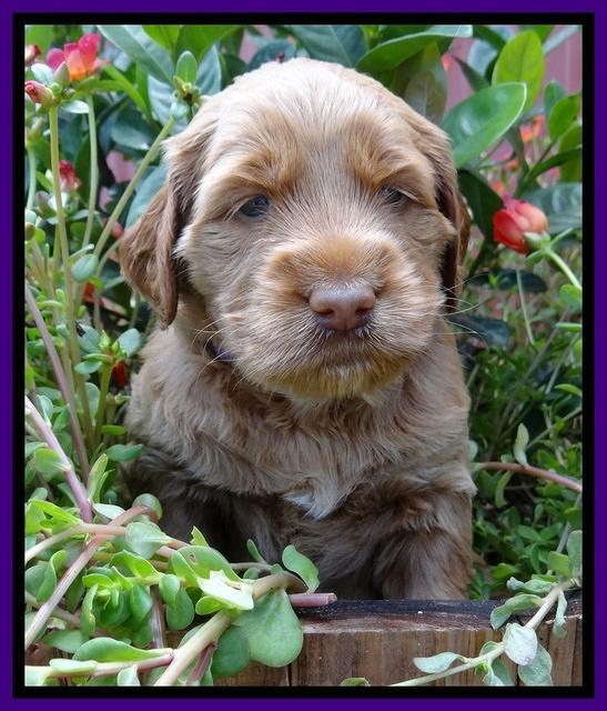 Noelle Dawson pups 4 wks old 141