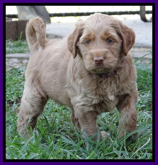 Noelle Dawson pups 5 wks old 18100