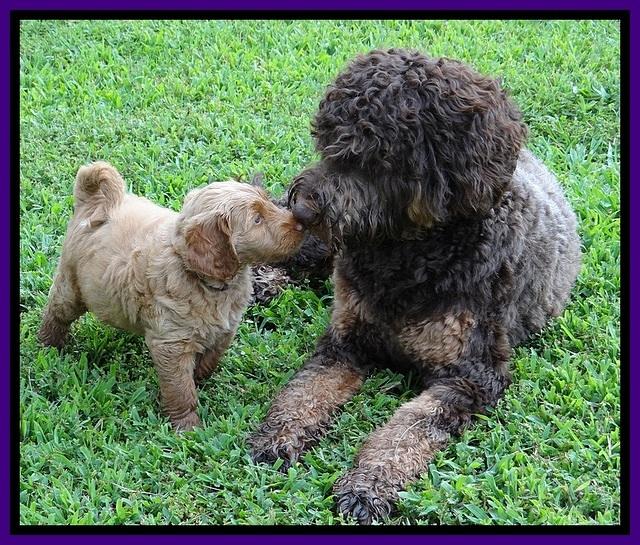 Noelle Dawson pups 6 wks old 161