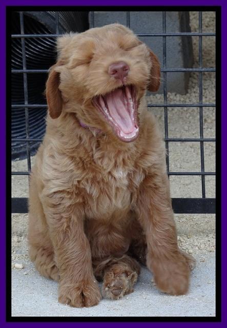 Noelle Dawson pups 7 wks old 221