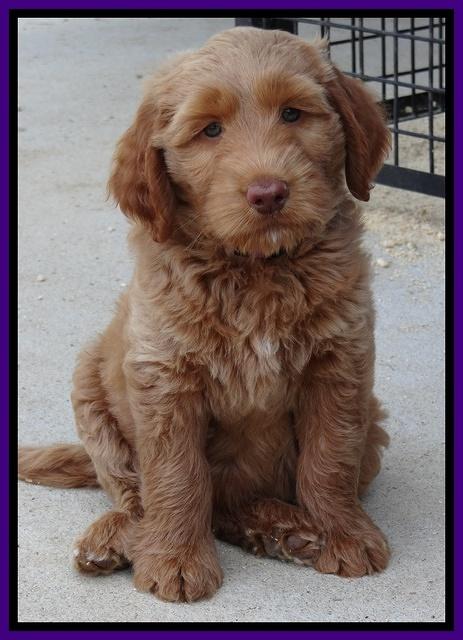 Noelle Dawson pups 7 wks old 231