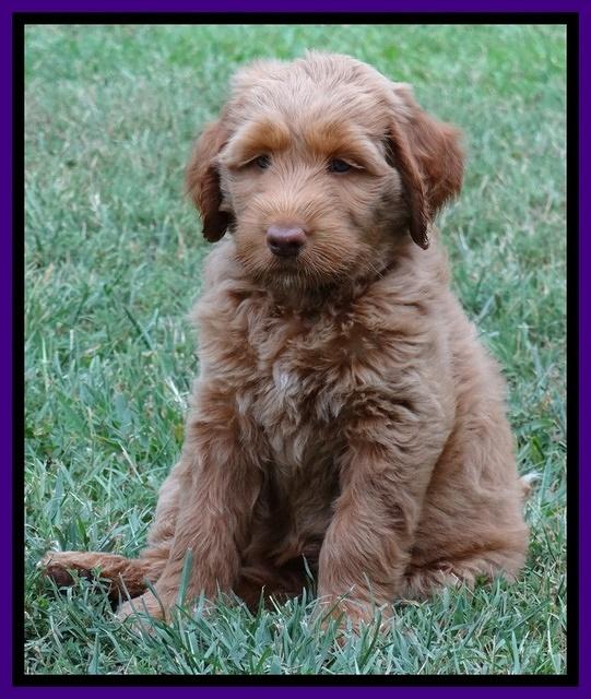 Noelle Dawson pups 7 wks old 231