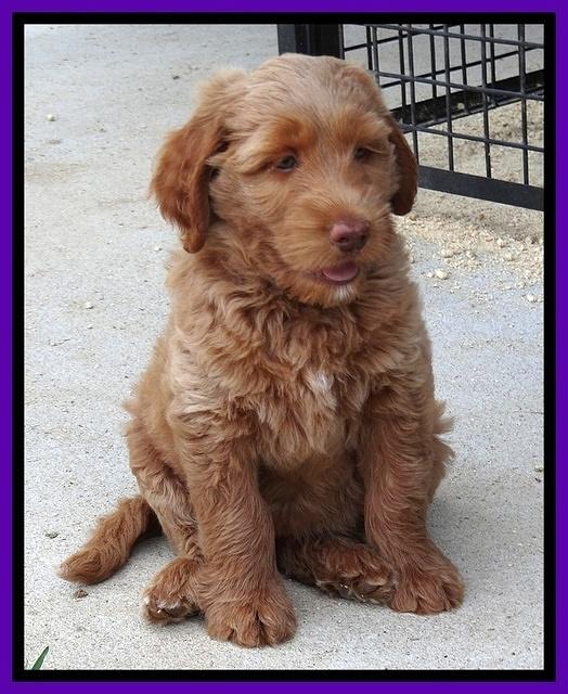 Noelle Dawson pups 7 wks old 271