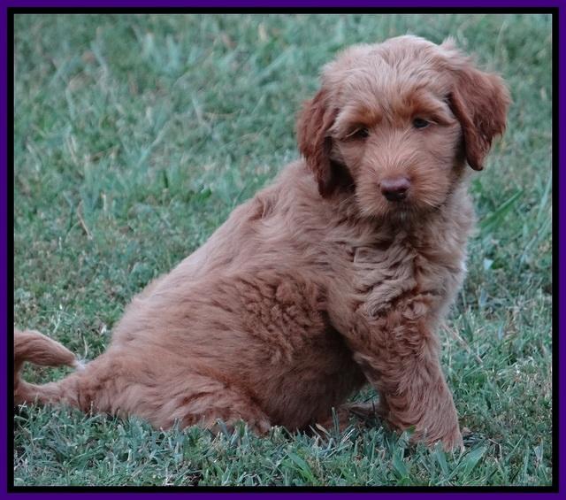 Noelle Dawson pups 7 wks old 281