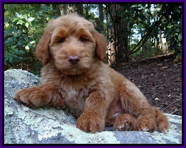 Noelle Dawson pups 8 wks old Teal Purple 41