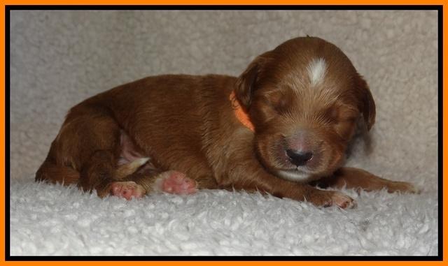 Noelle Dawson pups 1 wk old 201