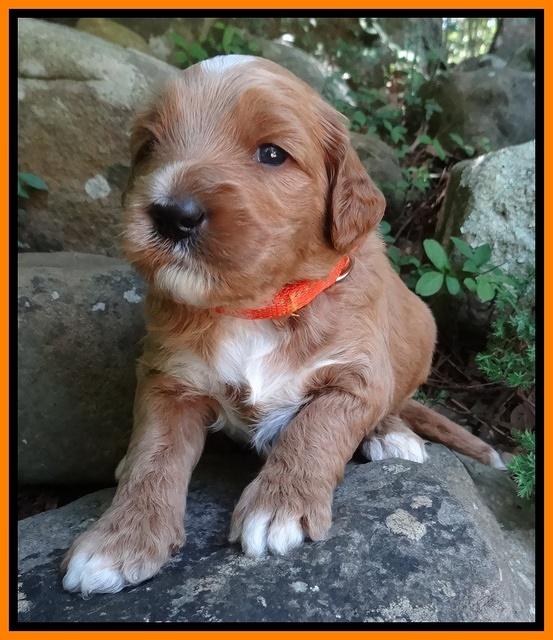 Noelle Dawson pups 3 wks old 171