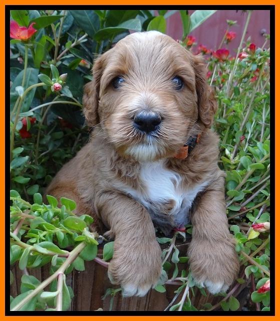 Noelle Dawson pups 4 wks old 181