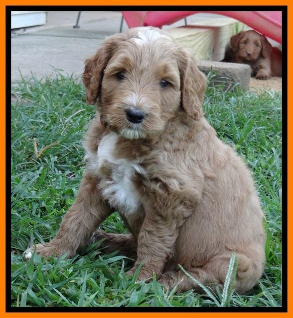 Noelle Dawson pups 5 wks old 25100