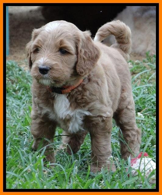 Noelle Dawson pups 5 wks old 26100
