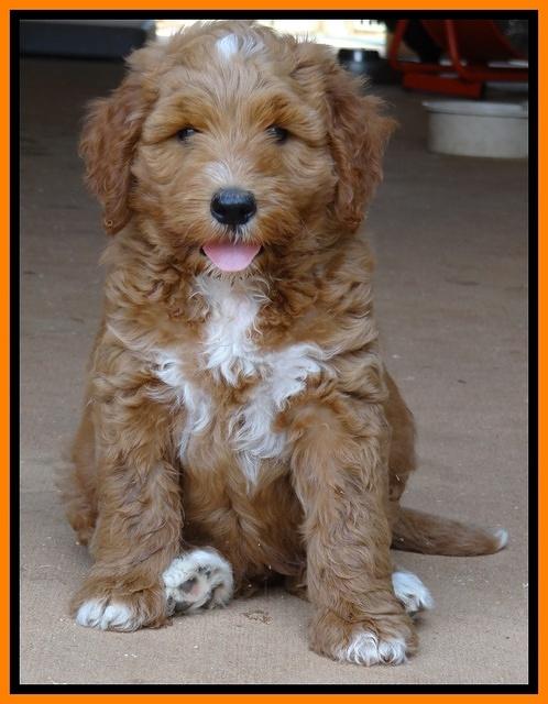 Noelle Dawson pups 7 wks old 301