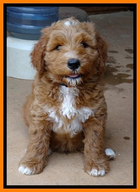 Noelle Dawson pups 7 wks old 311