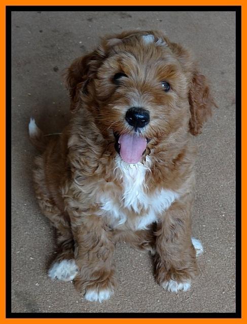 Noelle Dawson pups 7 wks old 321