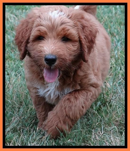 Noelle Dawson pups 7 wks old 321