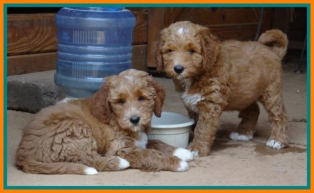 Noelle Dawson pups 7 wks old 431