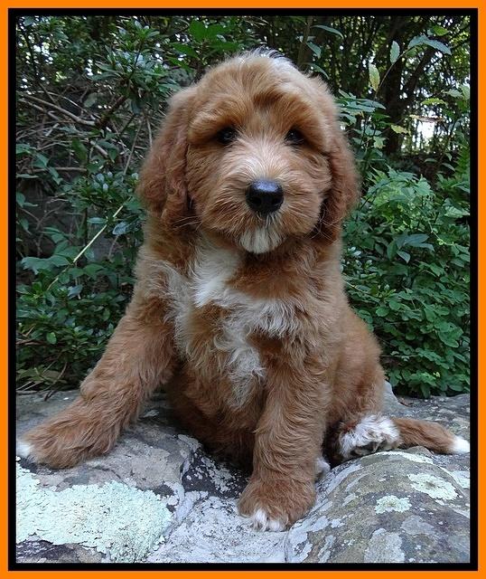 Noelle Dawson pups 8 wks old Org & Red 71