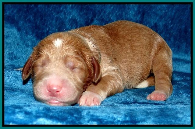 Noelle Dawson Newborn 121