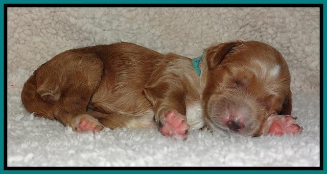 Noelle Dawson pups 1 wk old 231
