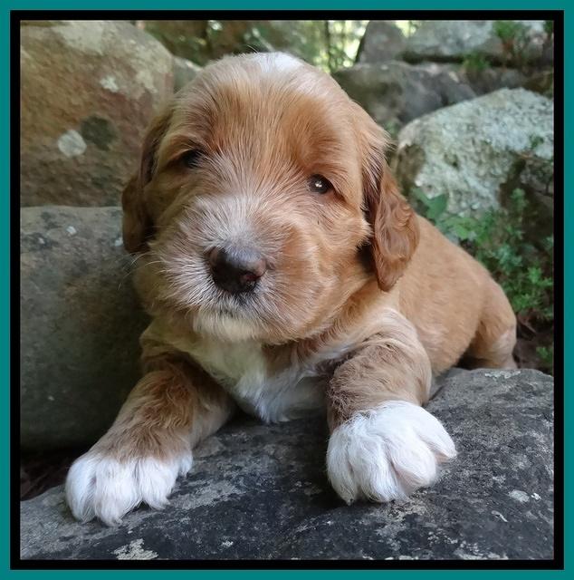 Noelle Dawson pups 3 wks old 211