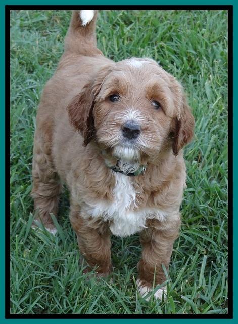Noelle Dawson pups 5 wks old 121