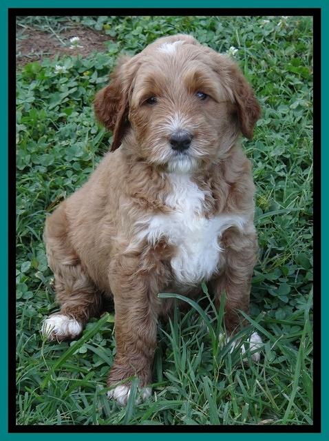 Noelle Dawson pups 5 wks old 141